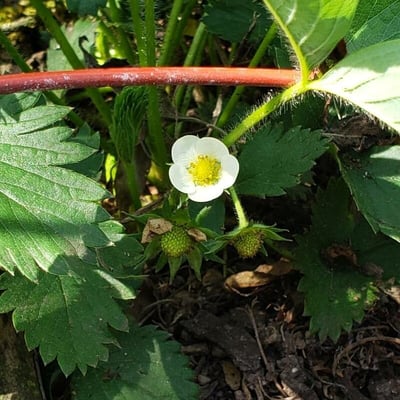 Fragaria × ananassa — flower