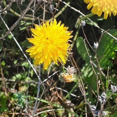 Sonchus arvensis — flower