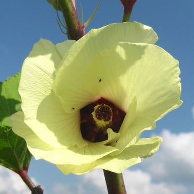 Abelmoschus esculentus — flower