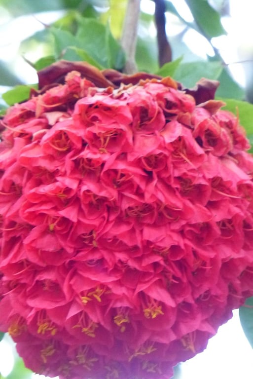 Rose-of-venezuela