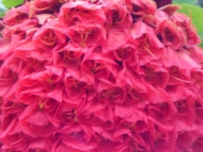 Rose-of-venezuela