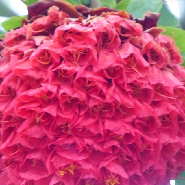Rose-of-venezuela