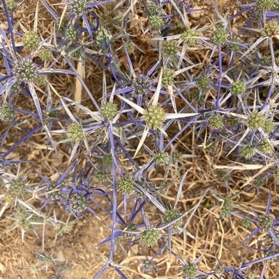 Eryngium creticum — flower