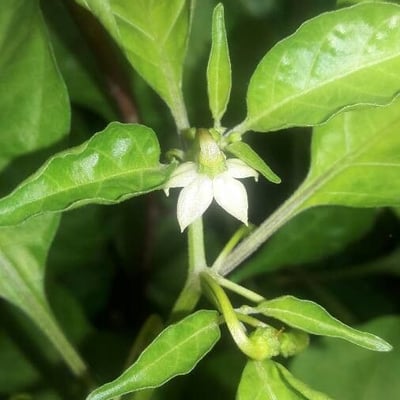 Capsicum chinense — flower