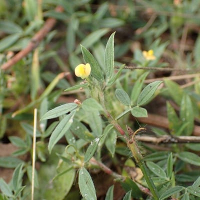 Stylosanthes fruticosa — flower
