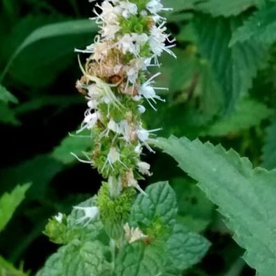 Mentha suaveolens — flower