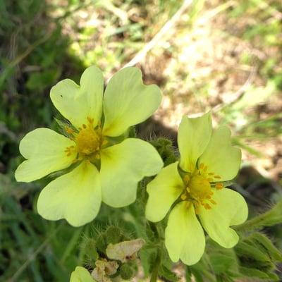 Potentilla recta — flower