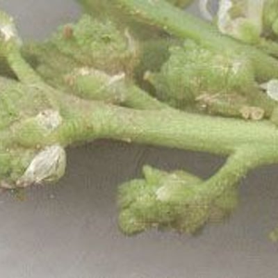 Lepidium coronopus — flower