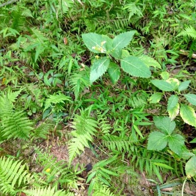 Collinsonia canadensis — flower
