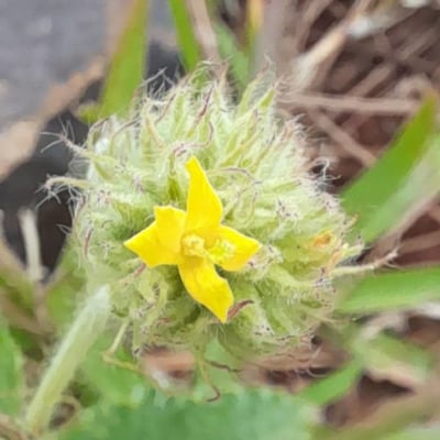 Waltheria communis — flower