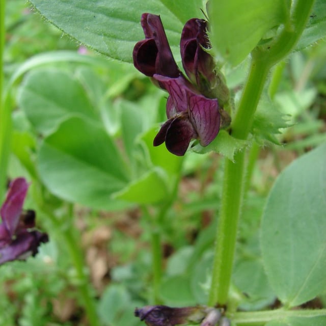 Vicia narbonensis — flower