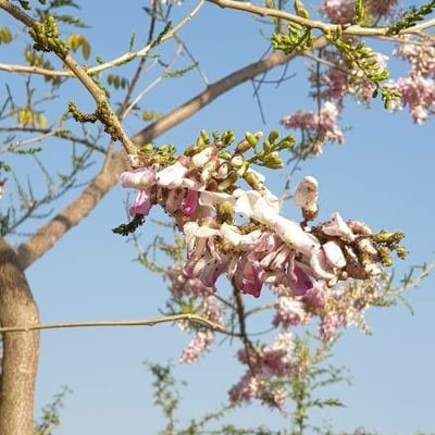 Gliricidia sepium — flower