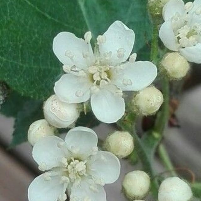 Torminalis glaberrima — flower