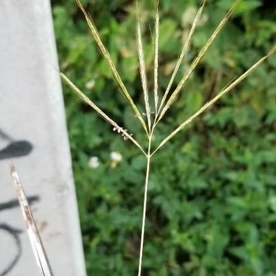Digitaria eriantha — flower