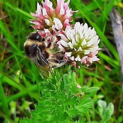 Trifolium hybridum — flower