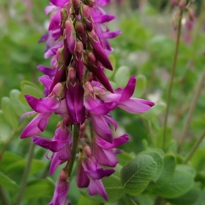 Hedysarum hedysaroides — flower