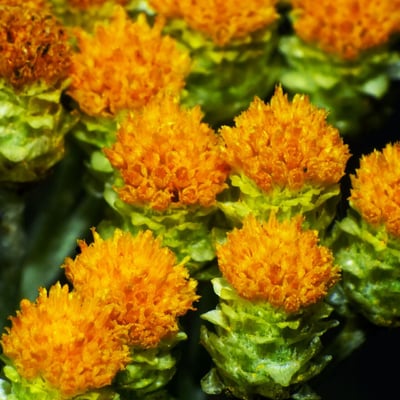 Helichrysum arenarium — flower