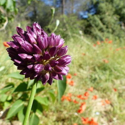 Allium sphaerocephalon — flower