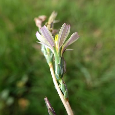 Lactuca saligna — flower