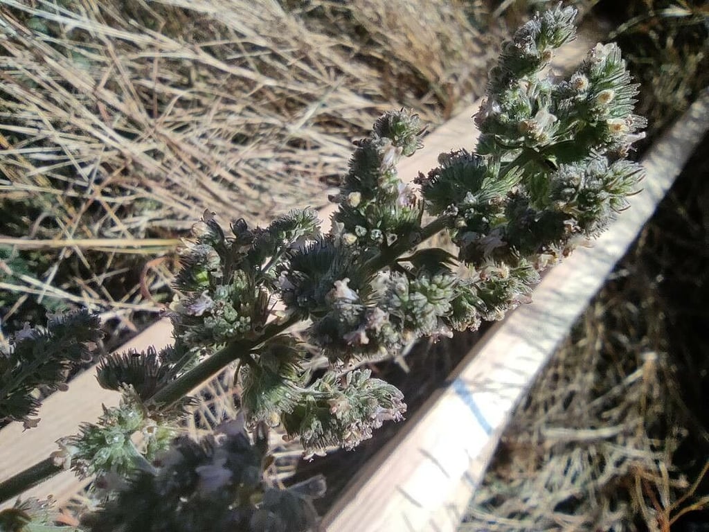Comb bushmint