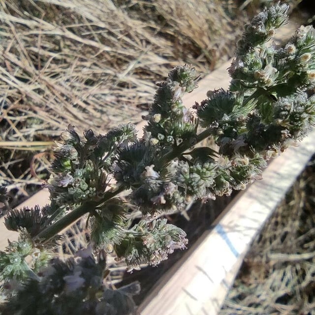 Mesosphaerum pectinatum — flower