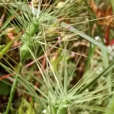 Aegilops geniculata — flower