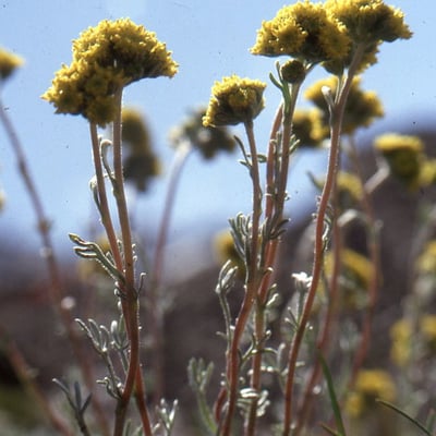 Artemisia glacialis — flower