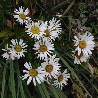 Symphyotrichum lanceolatum — flower