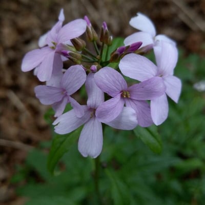 Cardamine bulbifera — flower