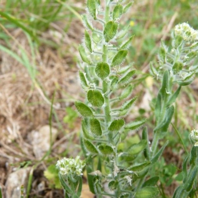 Lepidium hirtum — flower