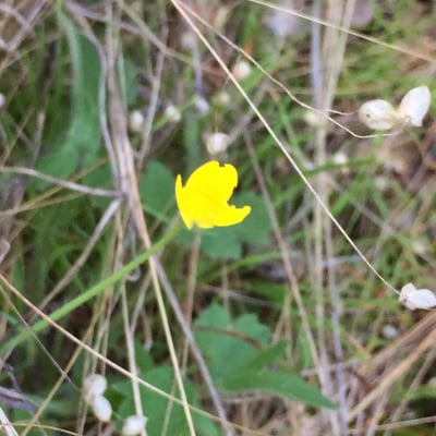 Ranunculus occidentalis — flower
