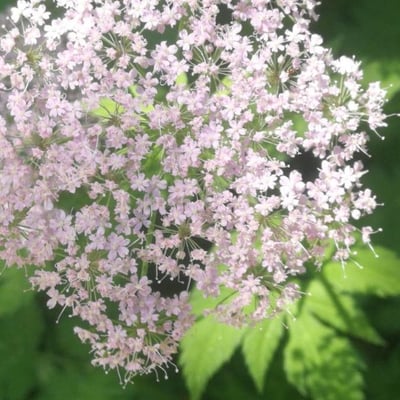 Chaerophyllum hirsutum — flower