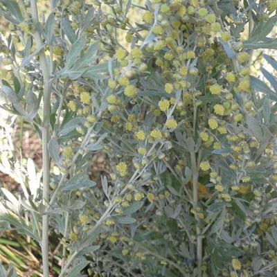 Artemisia absinthium — flower
