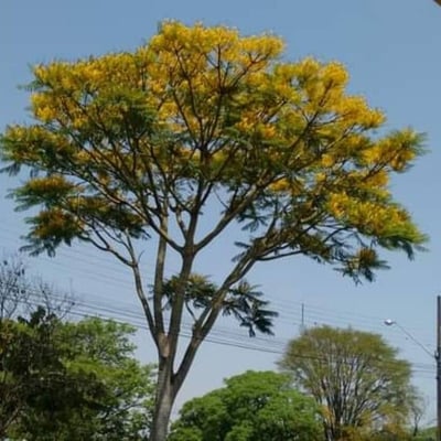 Schizolobium parahyba — flower