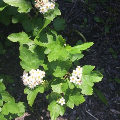 Physocarpus opulifolius — flower