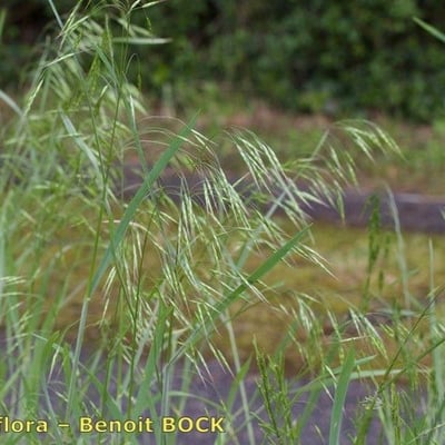 Bromus japonicus — habit