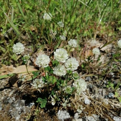 Trifolium nigrescens — flower