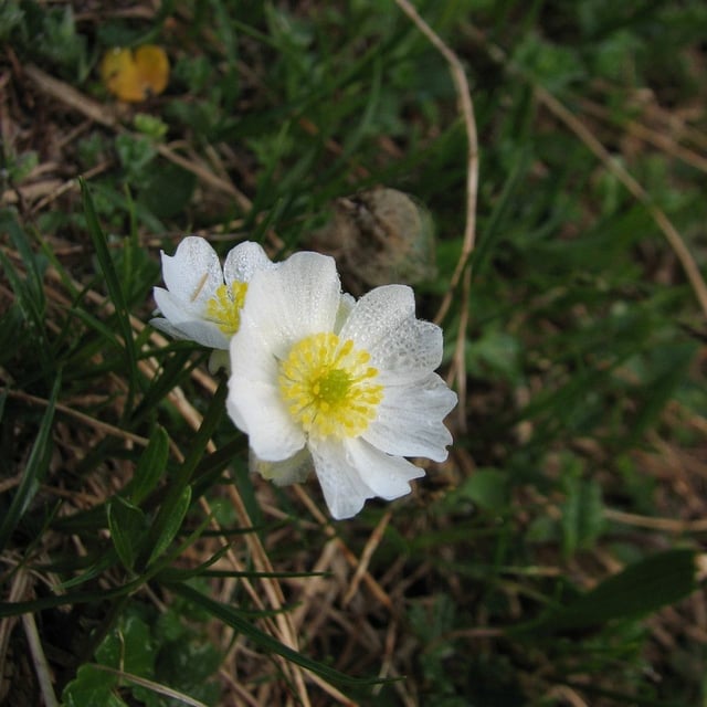 Ranunculus alpestris — flower