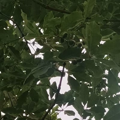 Vitex doniana — habit