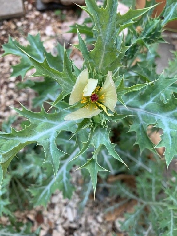 White-flower mexican-poppy