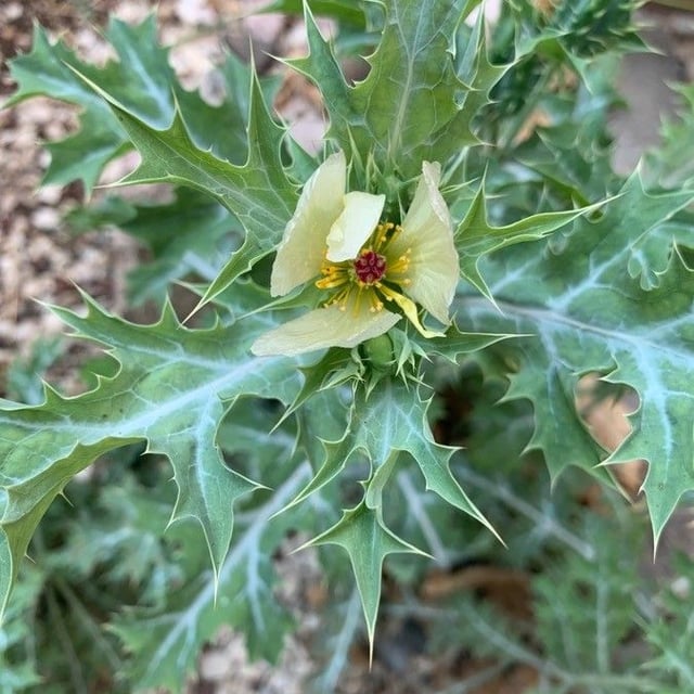 Argemone ochroleuca — flower