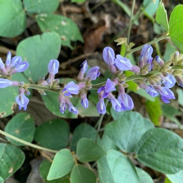 Calopogonium mucunoides — flower