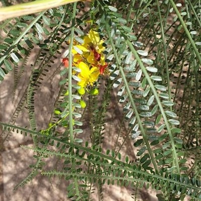 Parkinsonia aculeata — flower