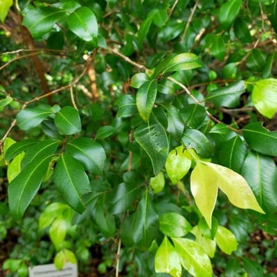 Backhousia myrtifolia — leaf