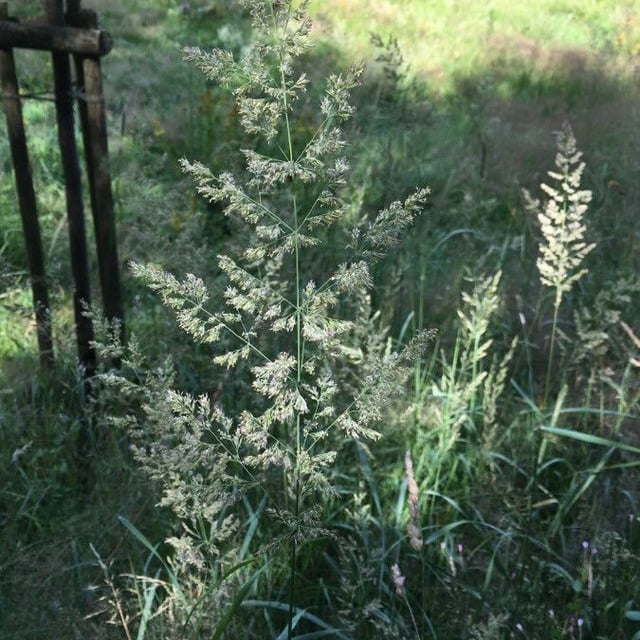 Agrostis gigantea — flower