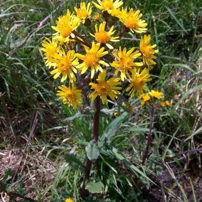 Tephroseris helenitis — flower