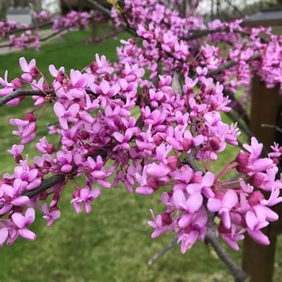 Cercis canadensis — flower