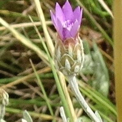 Xeranthemum cylindraceum — flower