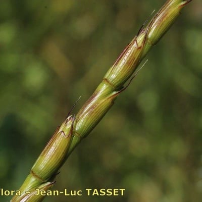 Aegilops cylindrica — flower