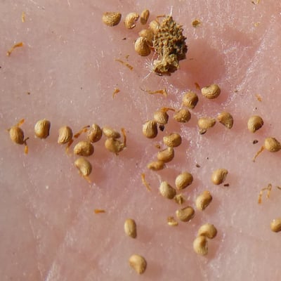 Potentilla argentea — fruit
